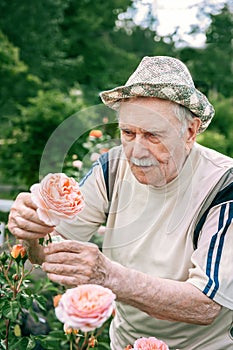 An 88-year-old man with gray hair sniffs flowers in the garden. Active work in the garden of old age