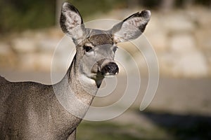 89 Deer close up