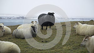 8k Beautiful nature, Sheep in Iceland, Herd of domestic animals at winter snowy weather, Field between Mountains and