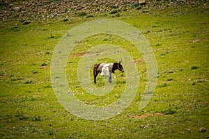 9 May 2022 Derik Mardin Turkey. Goat herd being herded by herder men on the field