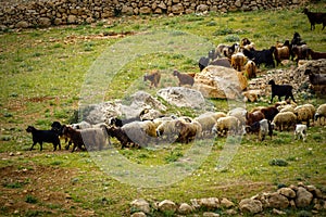 9 May 2022 Derik Mardin Turkey. Goat herd being herded by herder men on the field
