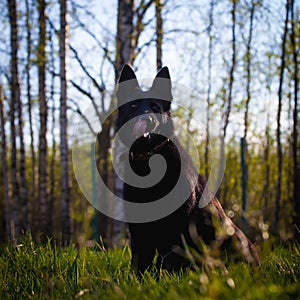 9 month old shepherd dog in the field