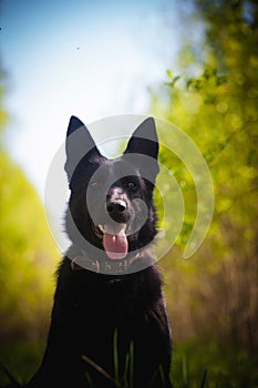 9 month old shepherd dog in the field