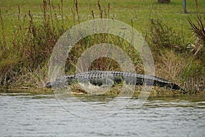 9 to 10 foot American Alligator resting in the Florida Everglades
