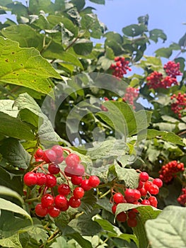 9. Viburnum bush