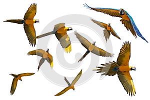 9 Yellow and blue tropical parrots isolated and FLYING