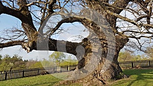 900 years old Oak in Romania - The oldest Oak in