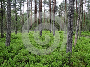 91D0* Bog woodland Natura 2000 habitat