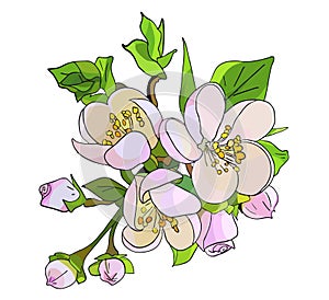 978_Apple-Blossom