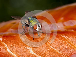 A28 greenbottle blow fly Lucilia sp.