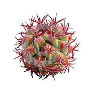 A red, green Cactus on a white background