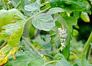 AA Yielding Tomato / Tobacco Hornworm as host to parasitic braconid wasp eggs