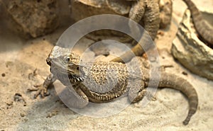 Aagamid lizard crawling on sand