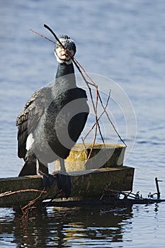 Aalscholver, Great Cormorant, Phalacrocorax carbo photo