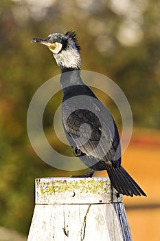   El gran cormorán 