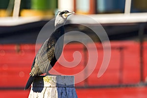 Aalscholver, Great Cormorant, Phalacrocorax carbo photo