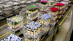 Aalsmeer Flower auction in The Netherlands