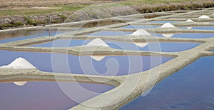 Aalt fields on island of Noirmoutier, France photo