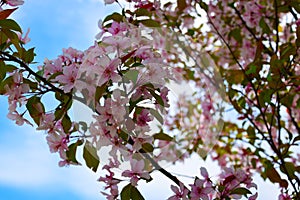 AAn apple tree branch blooming with pink flowers.