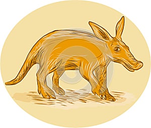 Aardvark African Ant Bear Drawing photo