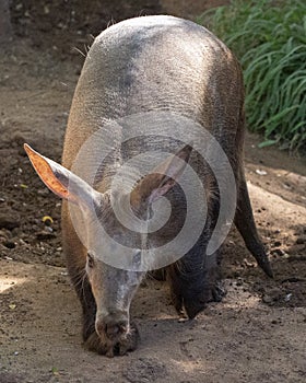Aardvark approach