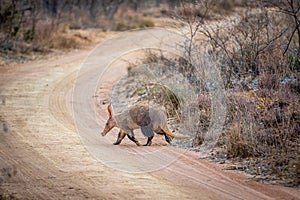 Aardvark crossing a bush road