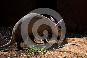 Aardvark hunt