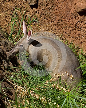 Aardvark Nosing Around