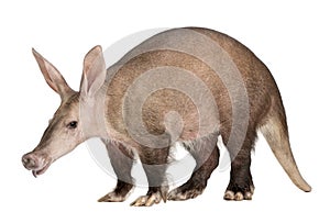 Aardvark, Orycteropus, 16 years old