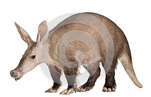 Aardvark, Orycteropus, 16 years old photo