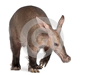 Aardvark, Orycteropus, 16 years old photo