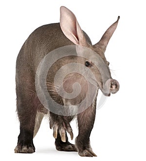 Aardvark, Orycteropus, 16 years old photo