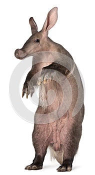 Aardvark, Orycteropus, 16 years old