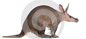 Aardvark, Orycteropus, 16 years old photo