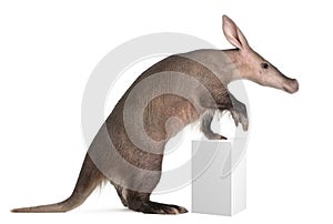 Aardvark, Orycteropus, 16 years old