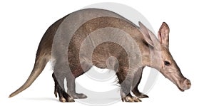 Aardvark, Orycteropus, 16 years old photo