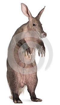 Aardvark, Orycteropus, 16 years old, standing photo