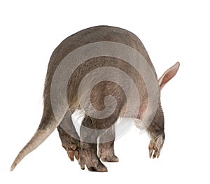 Aardvark, Orycteropus, 16 years old, walking photo