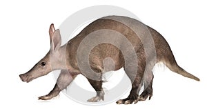 Aardvark, Orycteropus, 16 years old, walking photo