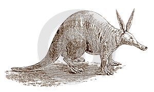 Aardvark orycteropus afer, a burrowing, nocturnal mammal native to africa in side view