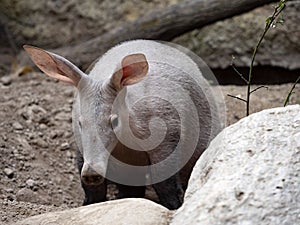 One Aardvark, Orycteropus afer, carefully explores the surroundings of its spacious burrows photo