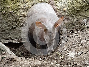 Aardvark, Orycteropus afer, carefully explores the surroundings of its spacious burrows