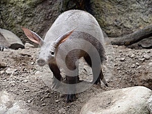 Aardvark, Orycteropus afer, carefully explores the surroundings of its spacious burrows