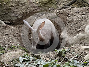 Aardvark, Orycteropus afer, carefully explores the surroundings of its spacious burrows photo