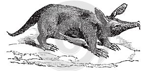 Aardvark or Orycteropus, vintage engraving