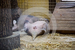 The aardvark resting lying on your back with raised legs up. Funny animal i