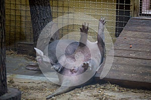 The aardvark resting lying on your back with raised legs up. Funny animal i