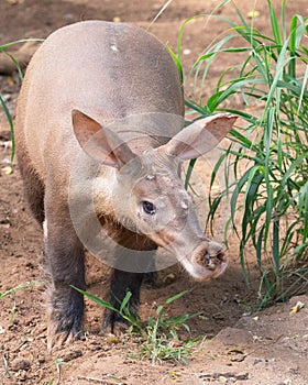 Aardvark Snout