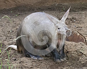 Aardvark Snout