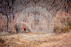 Aardvark walking in the African bush